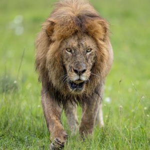 León