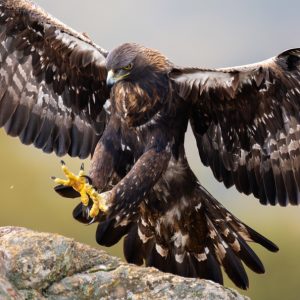 Águila real