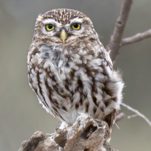 Mochuelo europeo