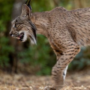 Lince ibérico